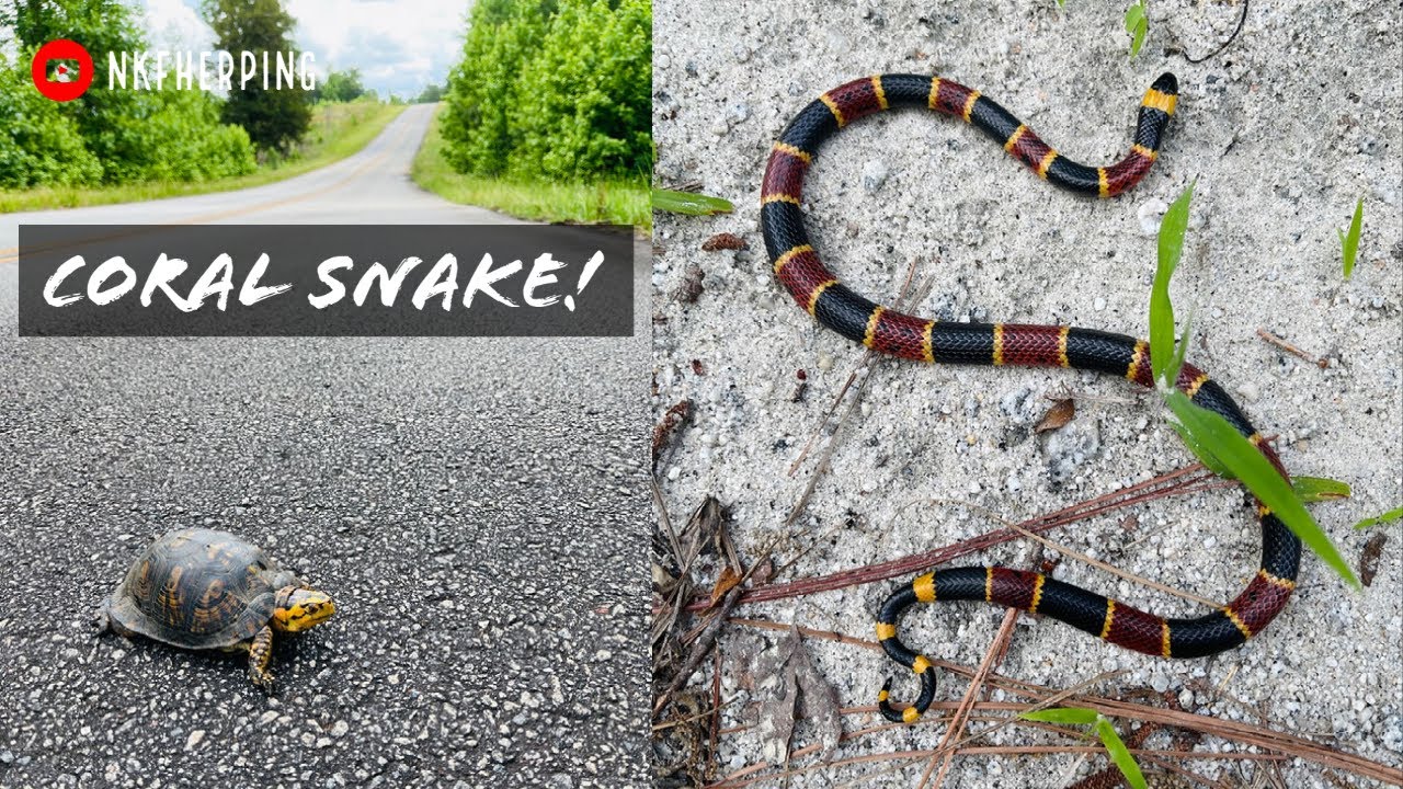 Finding an Eastern Coral Snake! Looking for Snakes and Turtles Crossing the Road in Georgia