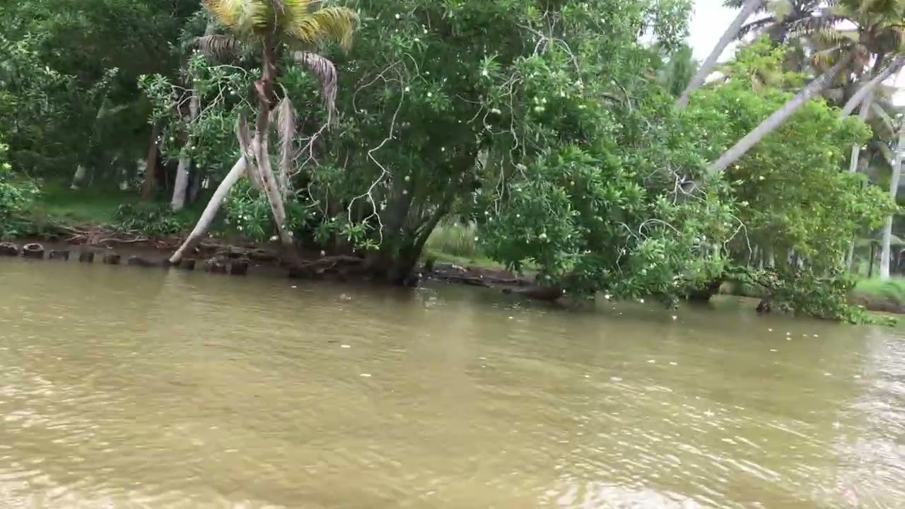 Mangrove forest Alappuzha