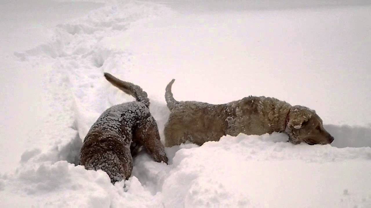 Chesapeake Bay Retrievers play in deep snow