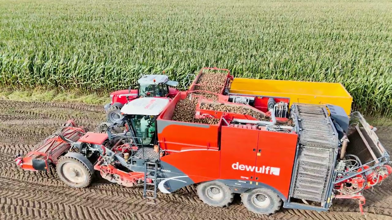 Loonwerken Verduyn aardappelen aan het oogsten met een dewulf enduro.