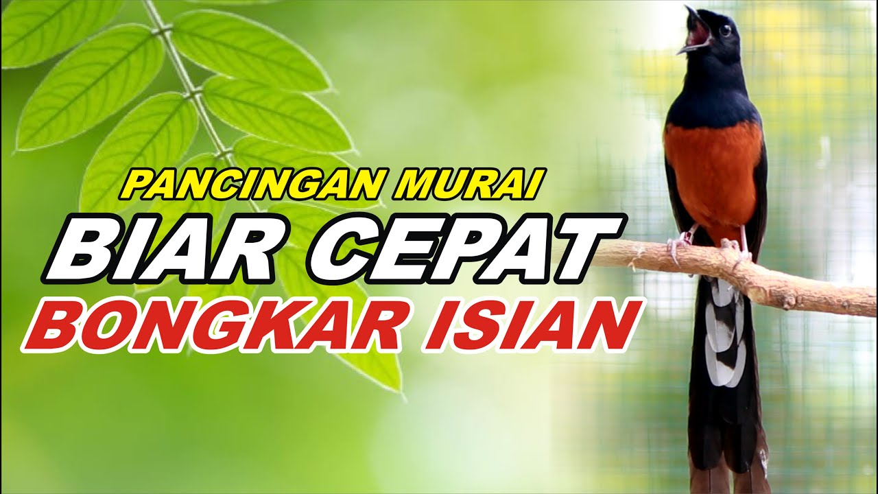 PANCINGAN MURAI BATU BONGKAR MATERI, NAIKKAN EMOSI MURAI BATU MALAS BUNYI AGAR GACOR