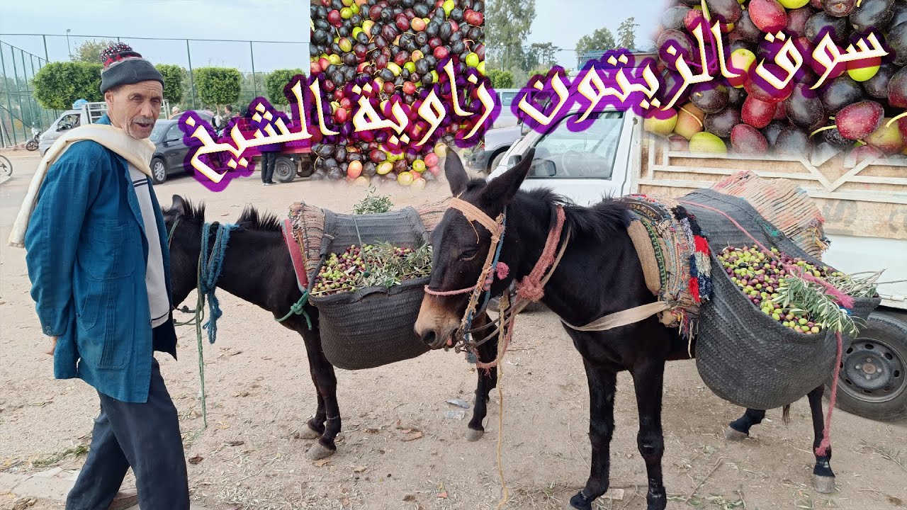أجي تشوف سوق الزيتون  التوفنة زاوية الشيخ 31/10/2023