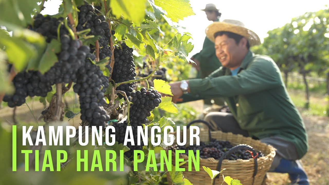 Kece Warga Ubah Kampung Biasa Jadi Kampung Anggur, Tiap Hari Bisa Panen