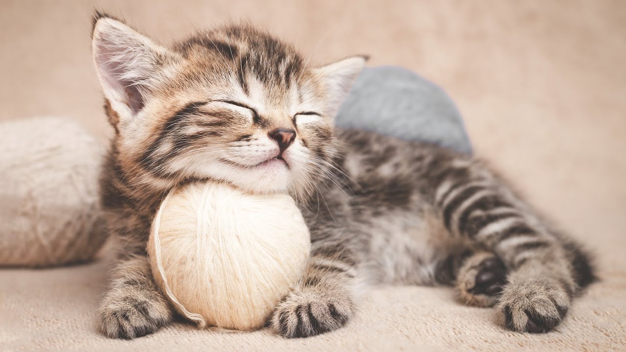 Музыка для успокоения кошек 🐱 Прекратите стресс с помощью музыки для релаксации и снятия беспоко...