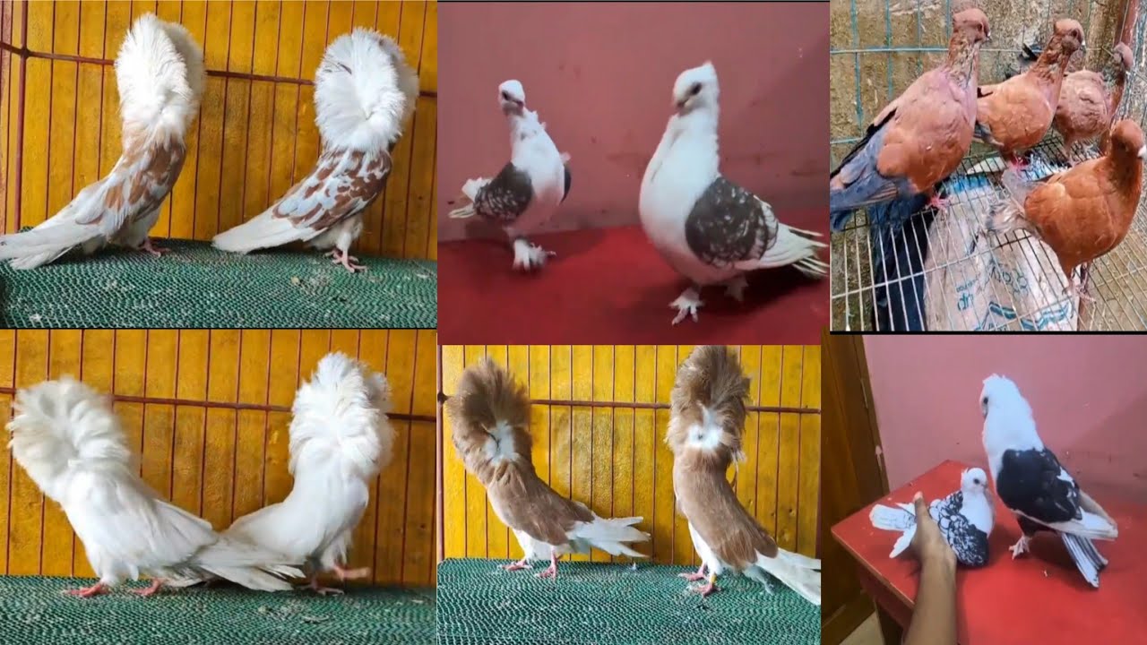 #fancy pigeon selling video in Indian #kobutor selling video #paira selling video in Kolkata 