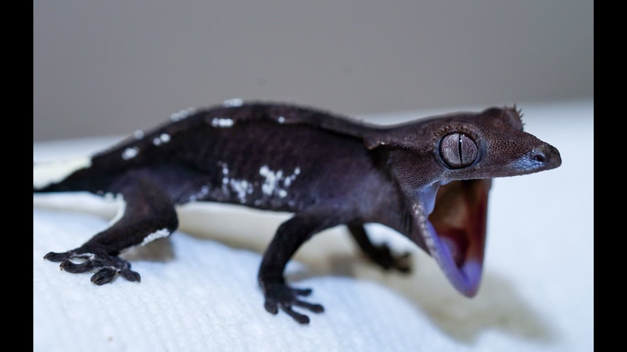 The most expensive gecko I have ever sold- A history of the Crested Gecko market