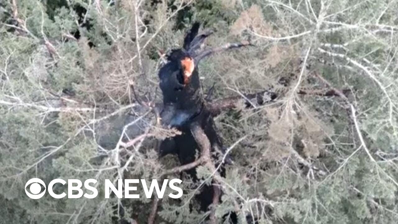 Fire burning in one of the tallest trees in the world, Oregon crews trying to extinguish it