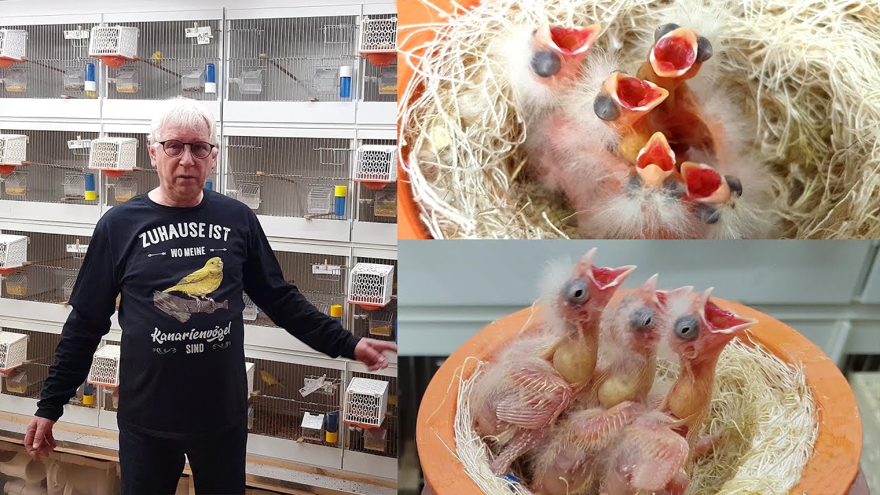 2023 5 Kanarienzucht Harzer Edelroller Nestkontrolle 🐣🐤🐥
