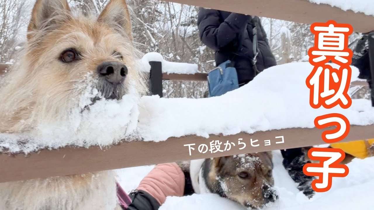 姉犬の真似っ子してバードウォッチングを楽しむチャーリー
