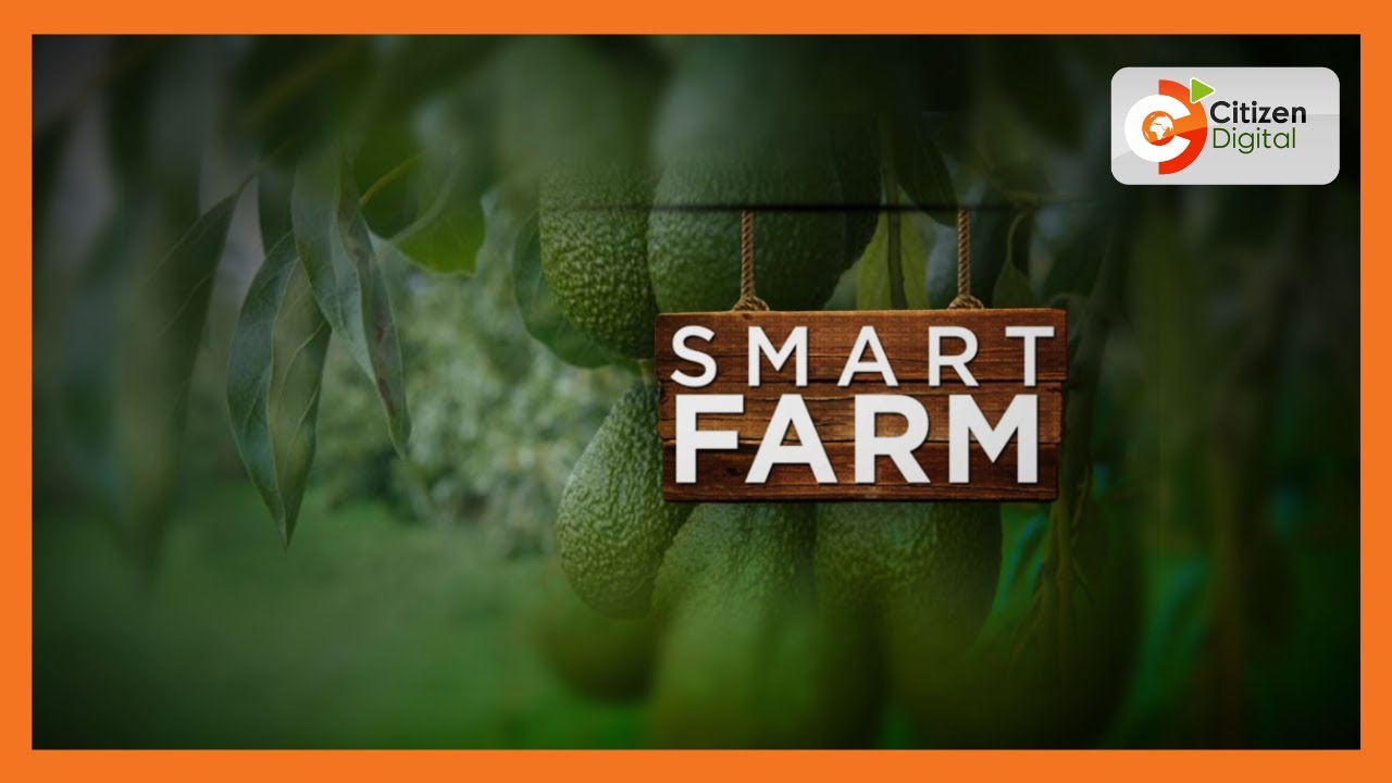 Smart Farm | Assistant Chief in Murang'a growing hass avocado