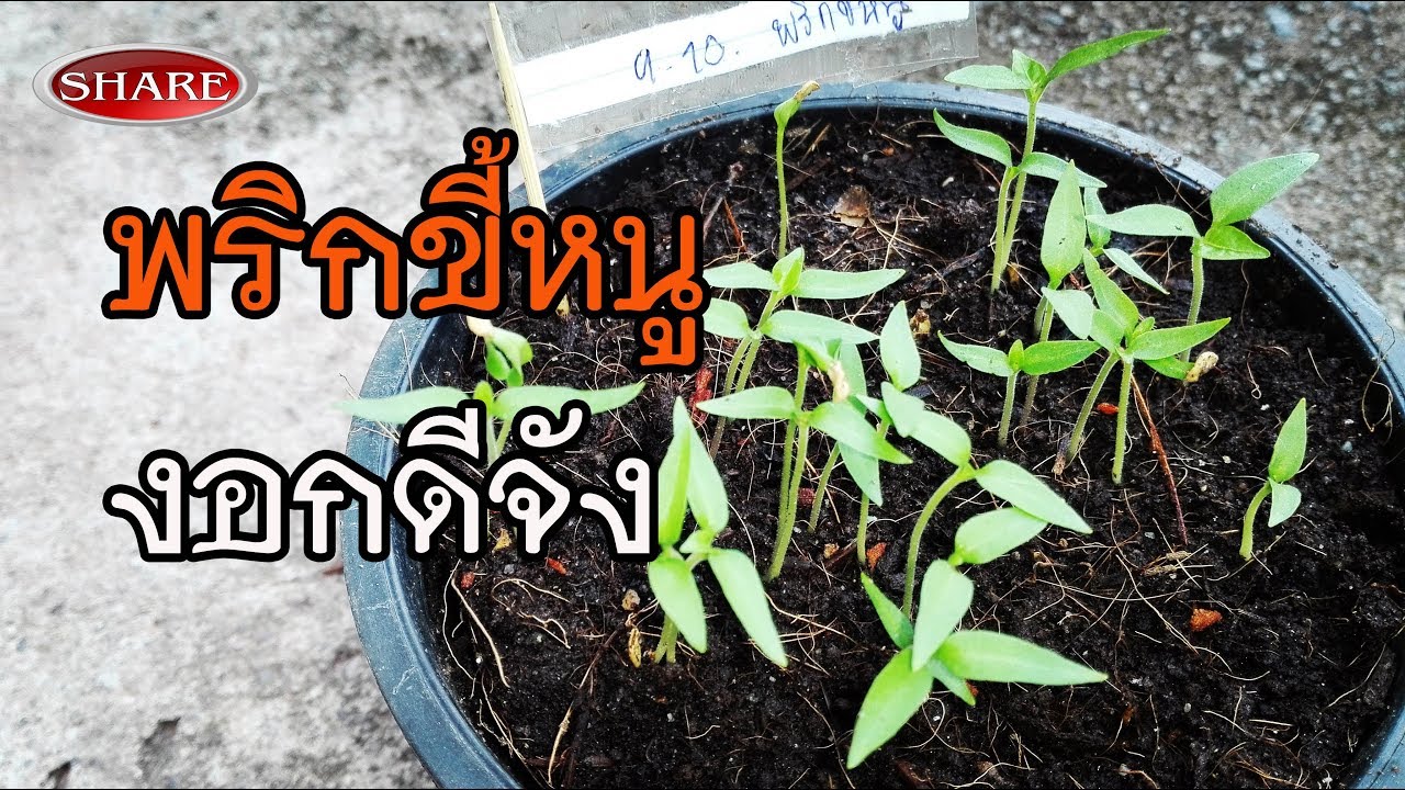 เพาะพริกขี้หนูง่ายๆ งอกดีจัง I share