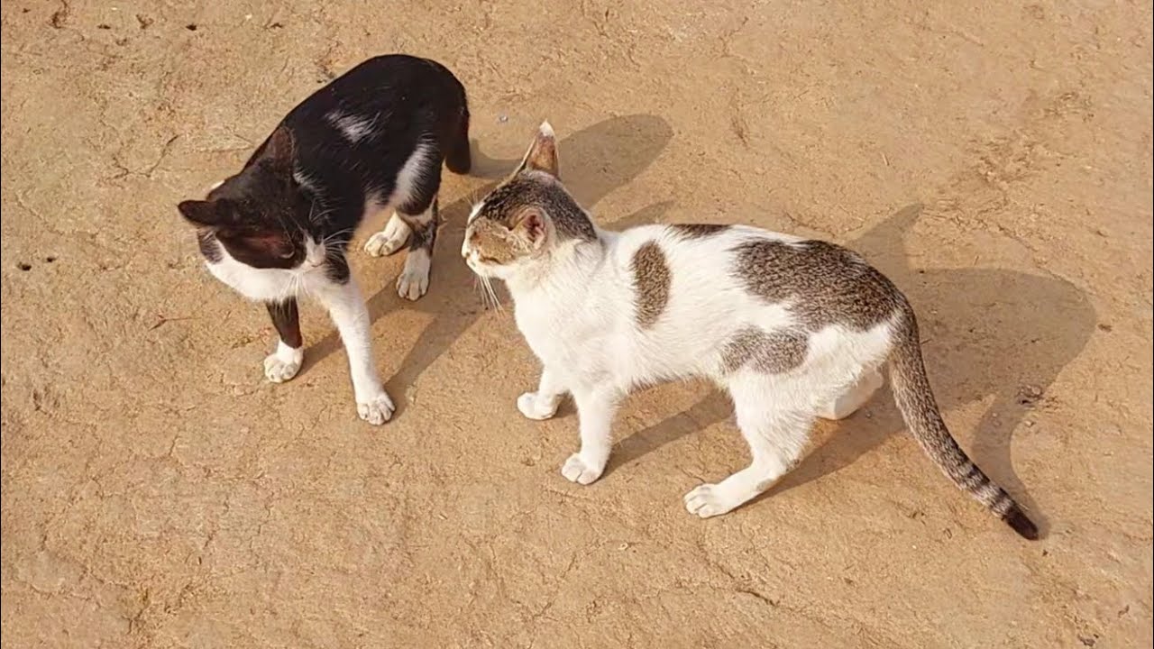 Cute cat and kitten videos || Funny Cat Videos Compilation #Funny-Animals #FunnyCats #Animals #cute
