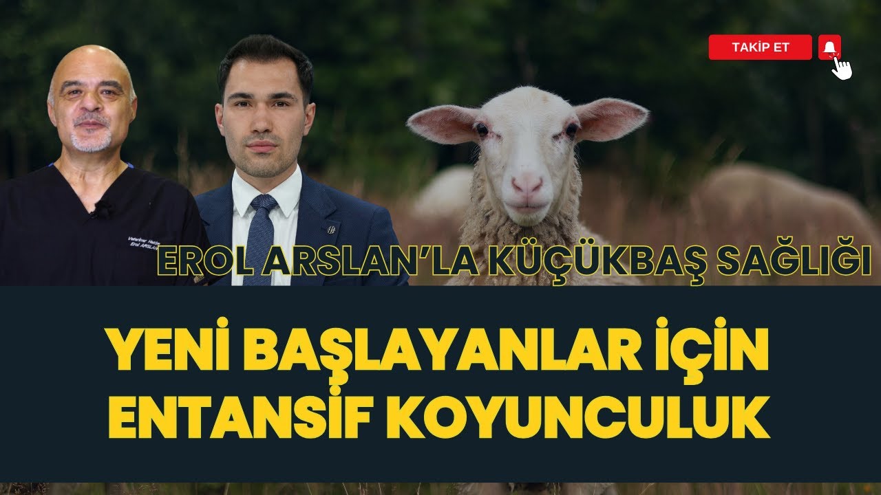 YENİ BAŞLAYANLAR İÇİN ENTANSİF KOYUNCULUK I EROL ARSLAN'LA KÜÇÜKBAŞ SAĞLIĞI