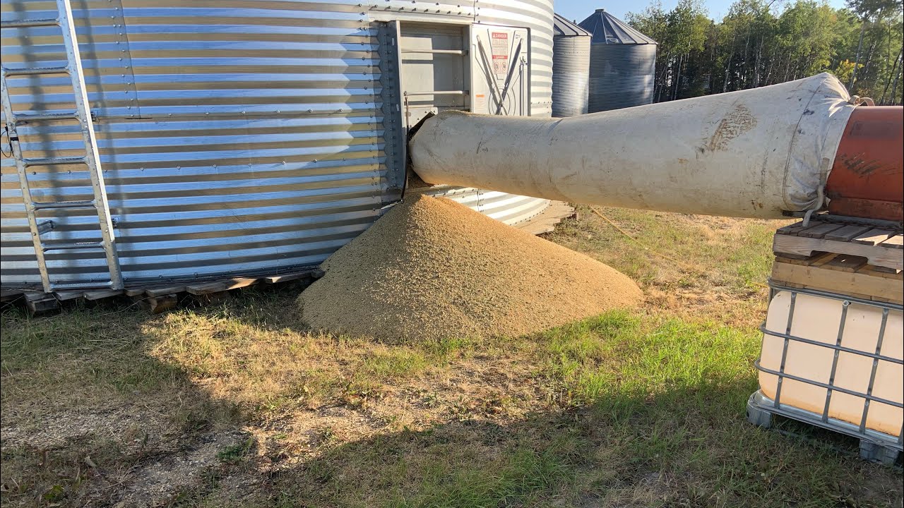 Drying some oats. Busy days 