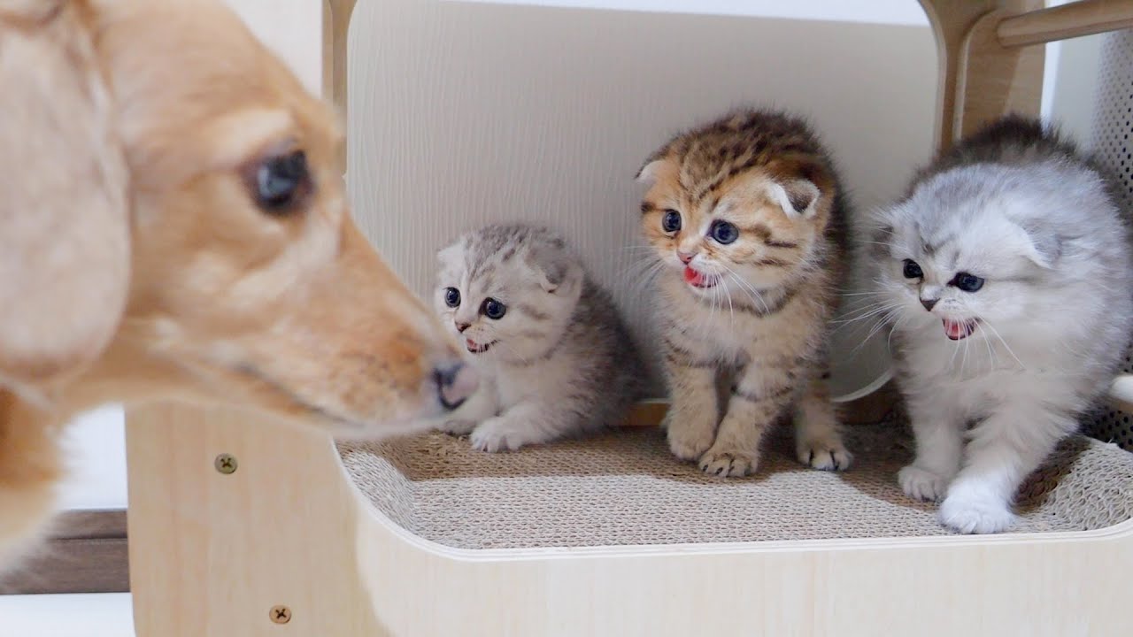 Котёнок, который изо всех сил старается запугать собаку, которую он впервые встречает, такой милый!