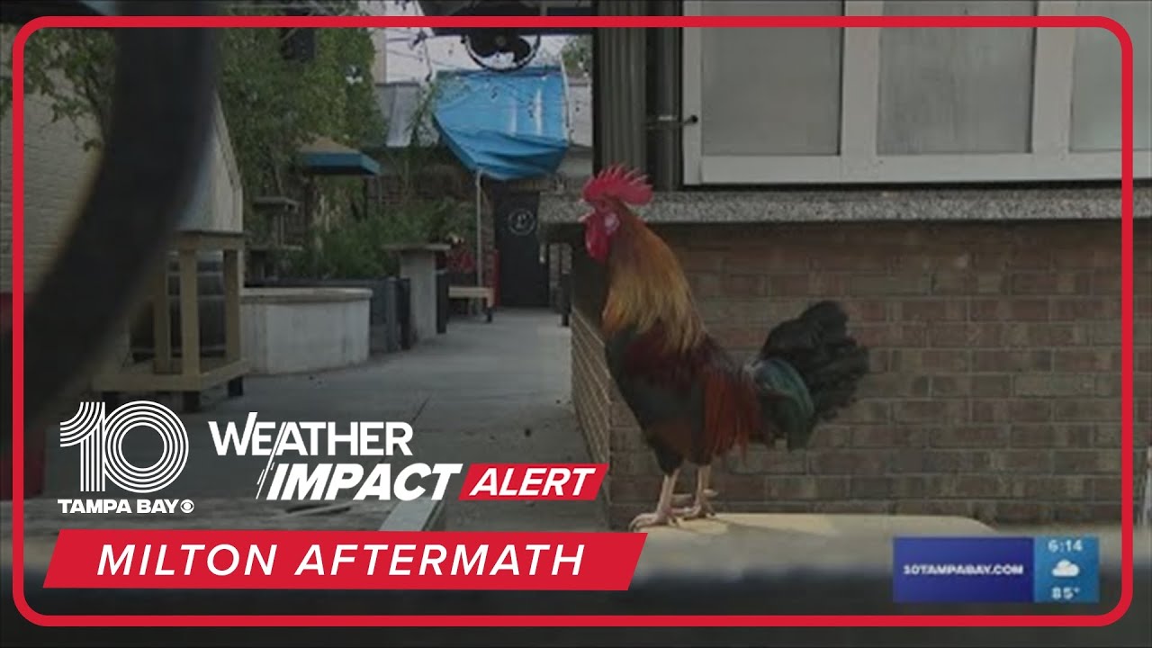 In Ybor City, hope after Milton sounds like chickens