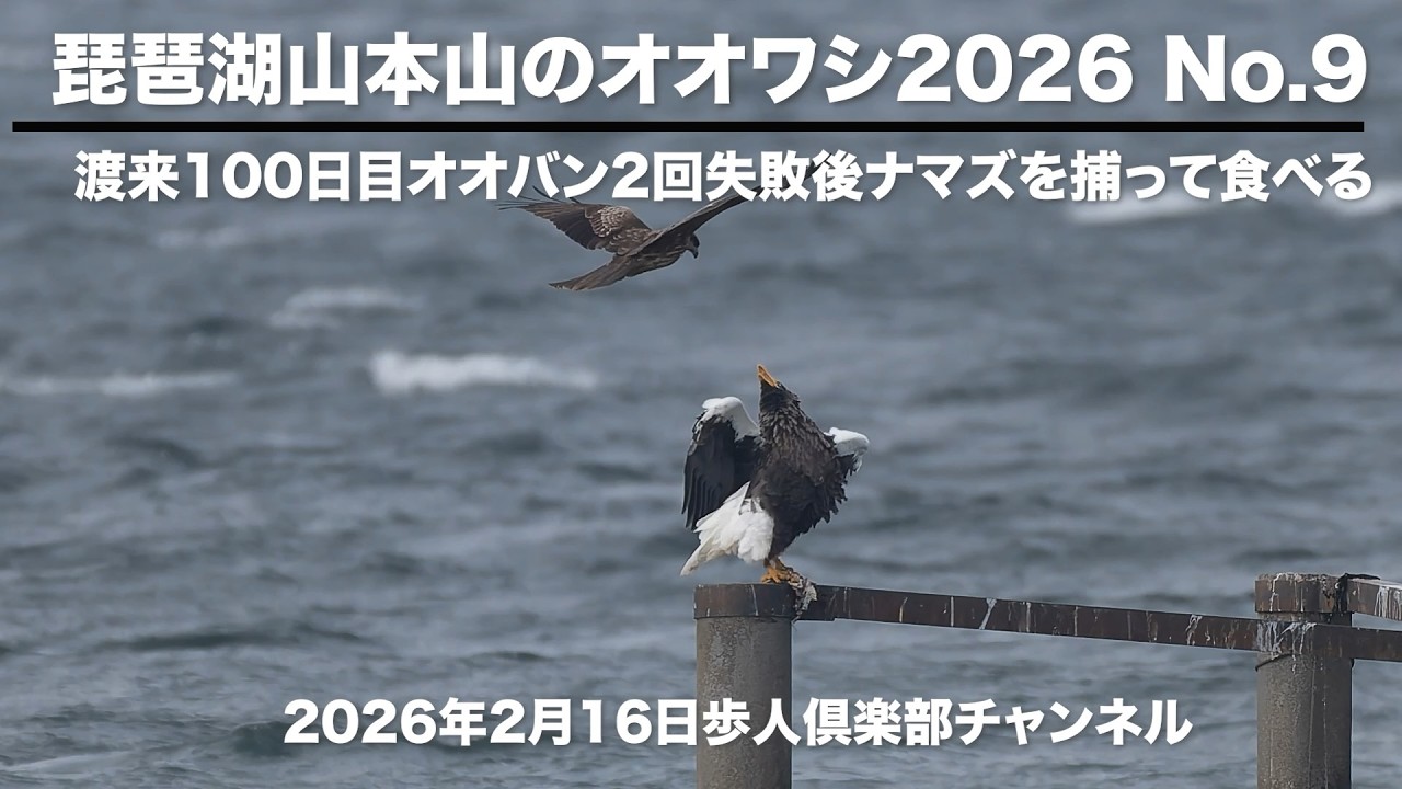 琵琶湖山本山のオオワシ2026 No 9　2026年2月16日　渡来100日目　オオバン狩りに二度失敗　その後ナマズを捕って食べる　ミサゴ　カワアイサ