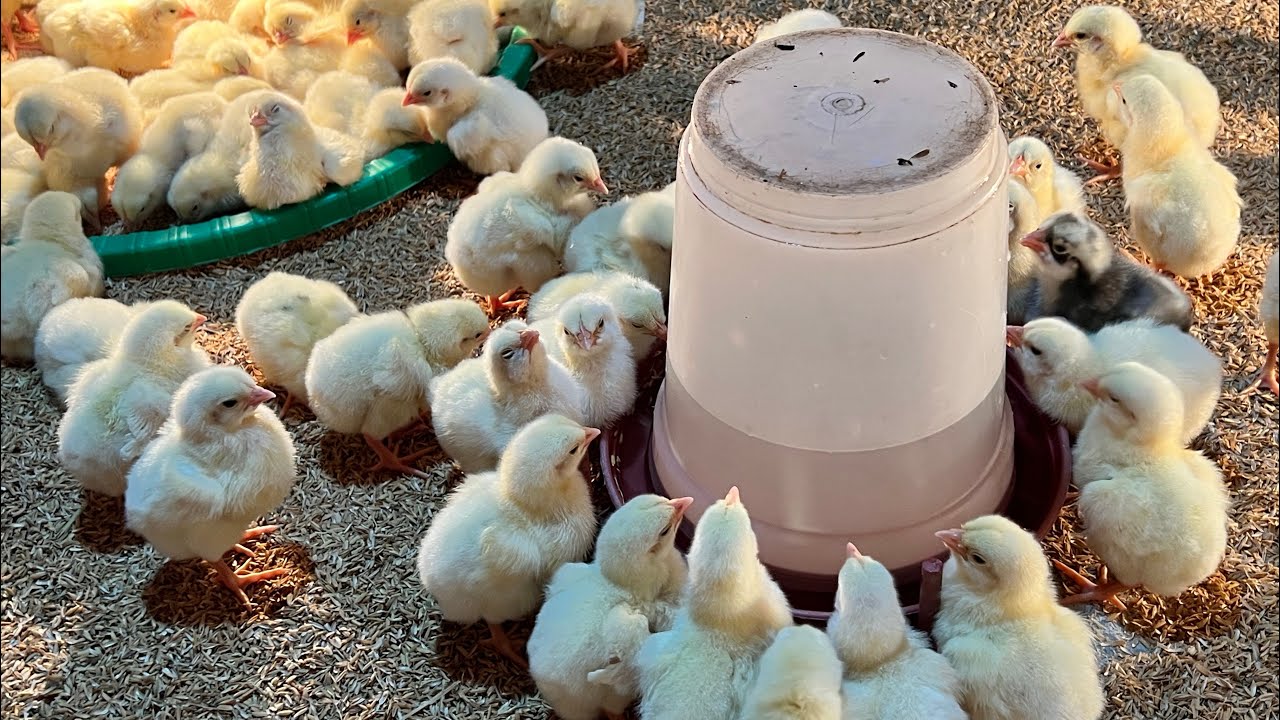 boiler chicken farming in nepal #viralvideo #chiken 