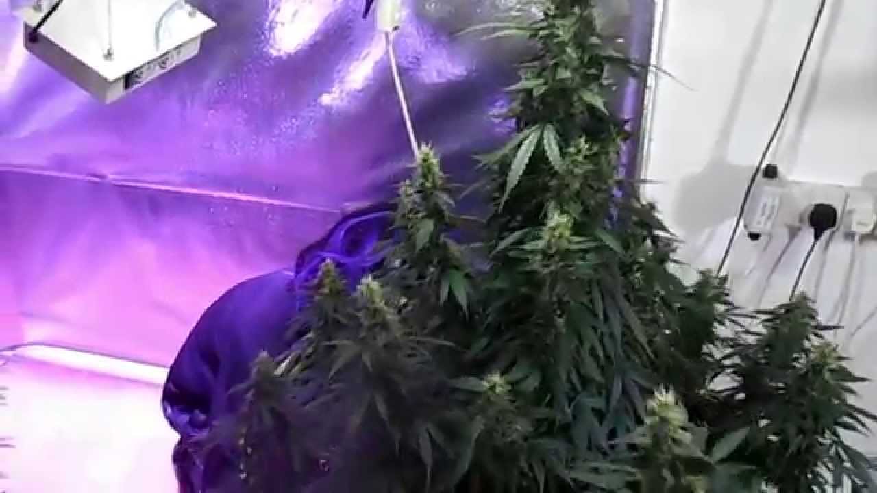 ledhydroponics | 407g dry from 1 plant with super Helios 6 led grow lights (1)