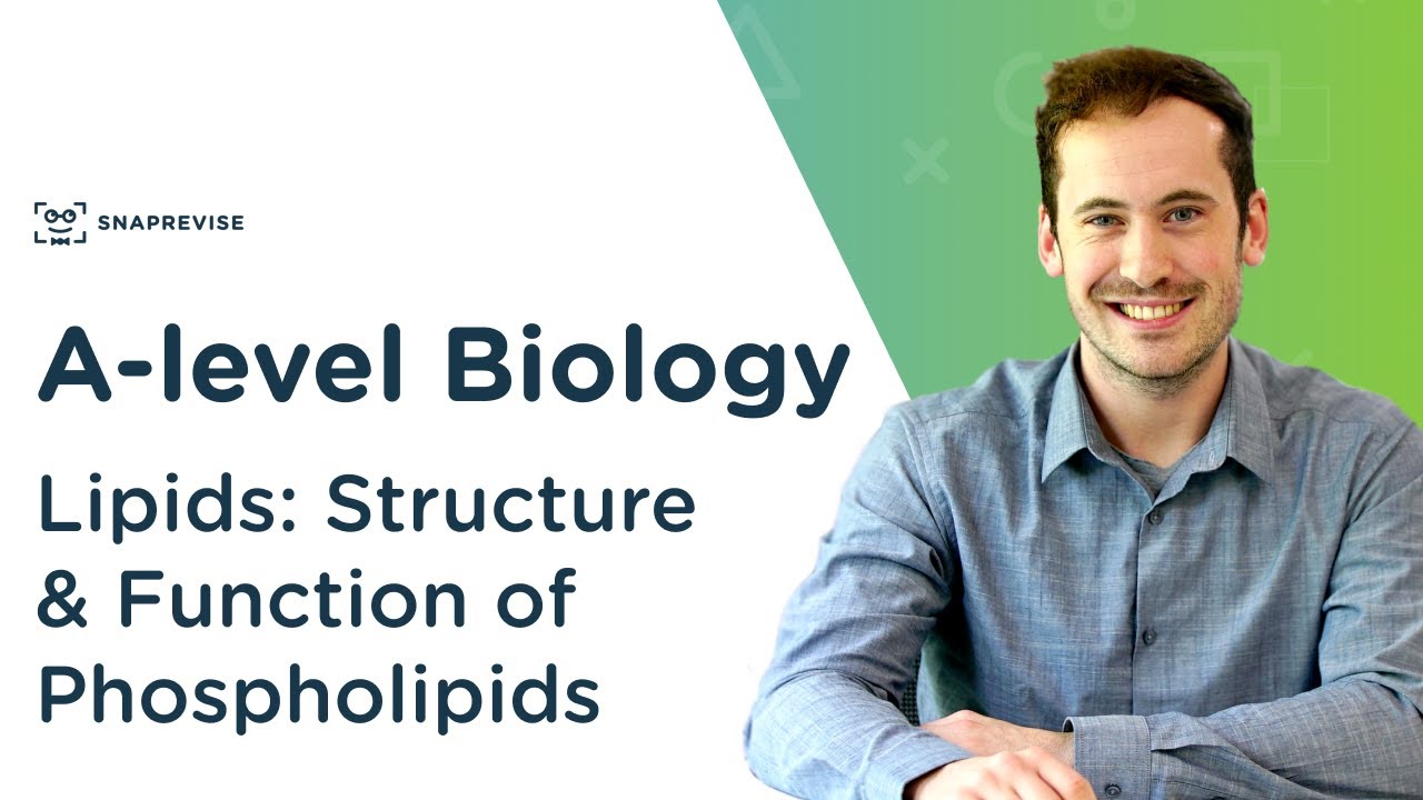 Lipids: Structure and Function of Phospholipids | A-level Biology | OCR, AQA, Edexcel