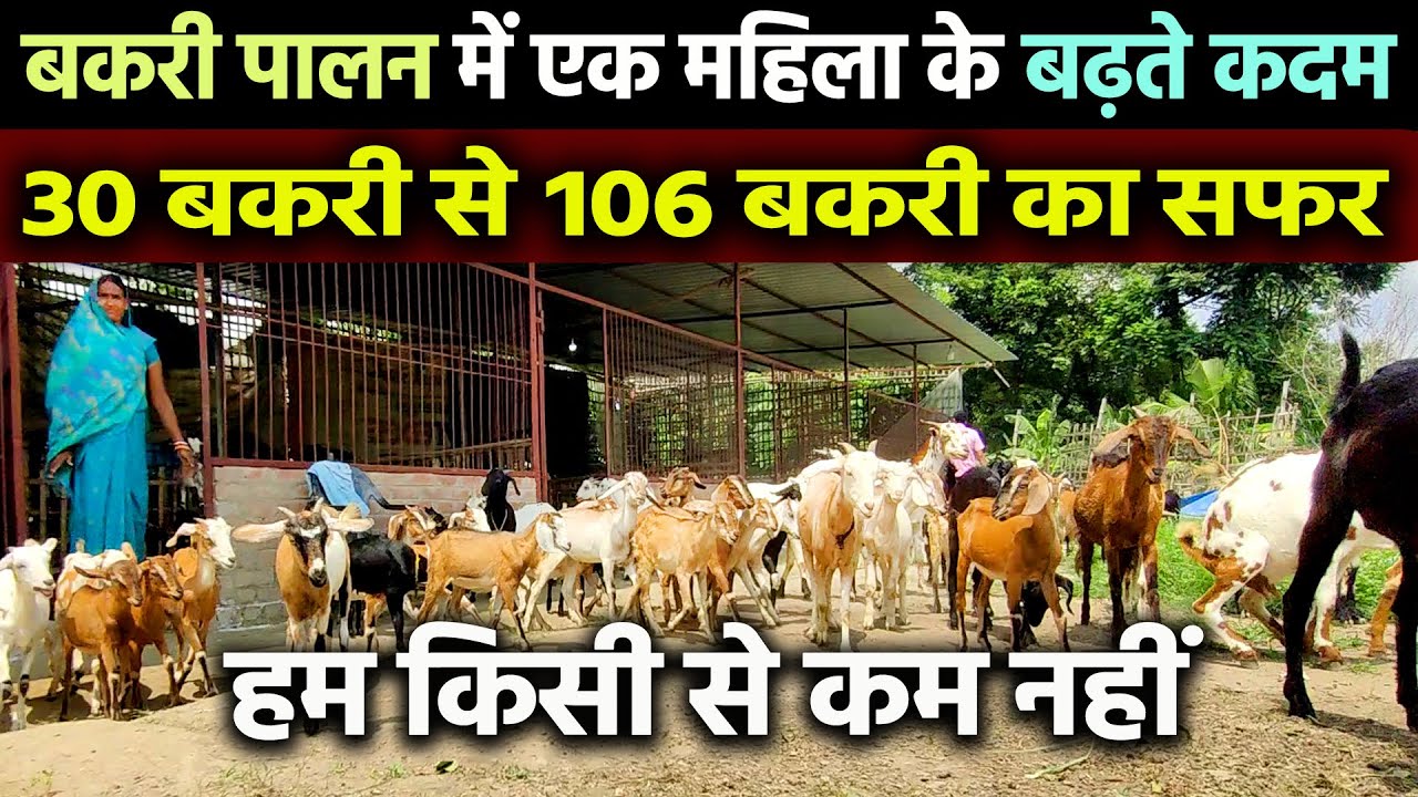 GOAT FARMING🐐30 बकरी से 106 बकरी का सफर तय करने वाली महिला SAMSTIPUR जिले में सबके लिया मिसाल बनी