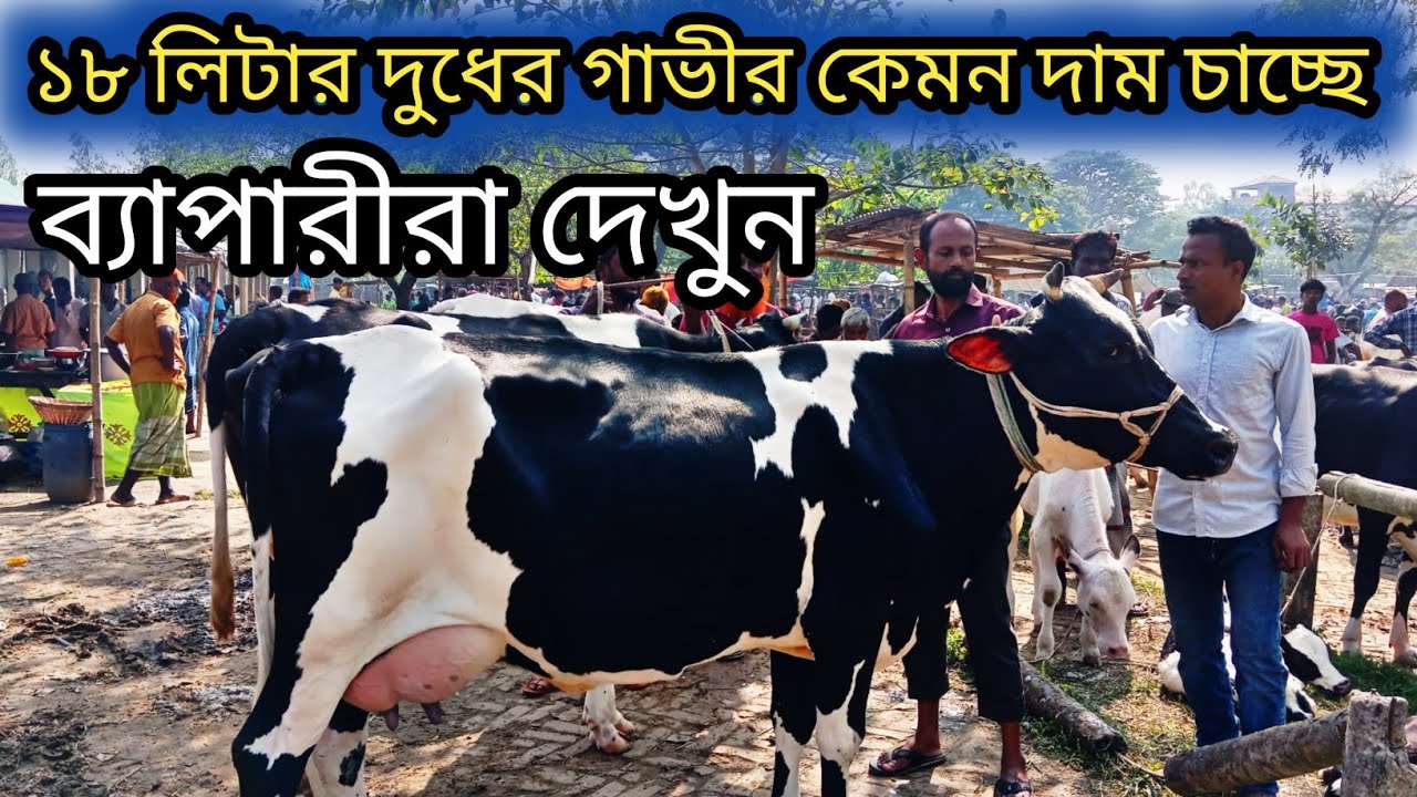 @ভালো মানের গাভী বিক্রি হচ্ছে, আমবাড়ি হাটে ব্যাপারীরা কেমন দাম চাচ্ছে দেখুন! cow price! 