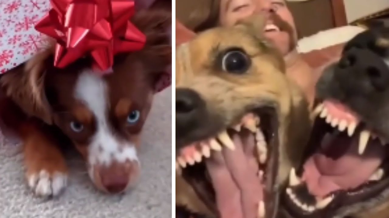 Funniest Cats And Dogs Best Funny Animal Videos 🤣😂#6
