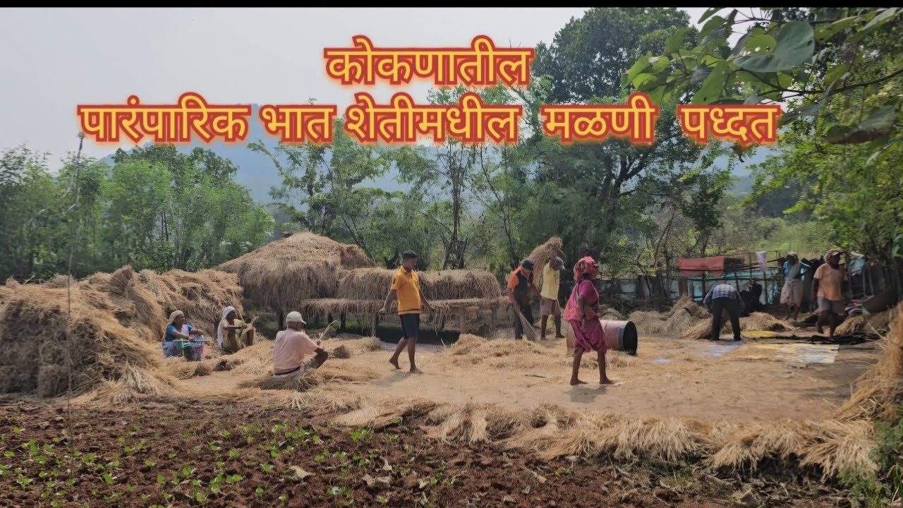 कोकणातील पारंपारिक भात शेतीमधील मळणी पध्दत | कोकणा मध्ये भात झोडणी कशी केली जाते | गाव नवशी-रायगड