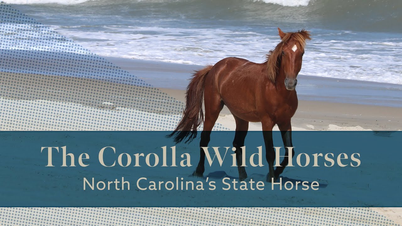 The Corolla Wild Horses – North Carolina’s State Horse