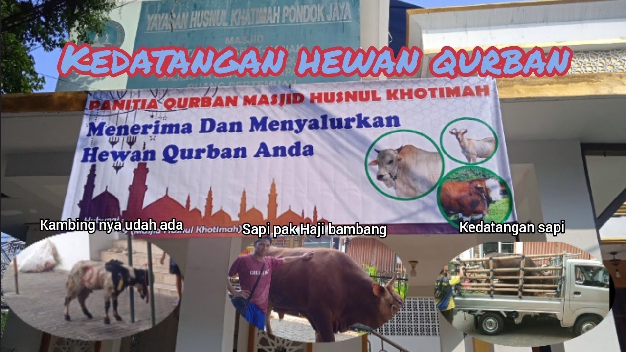 Kedatangan hewan qurban di masjid husnul khotimah