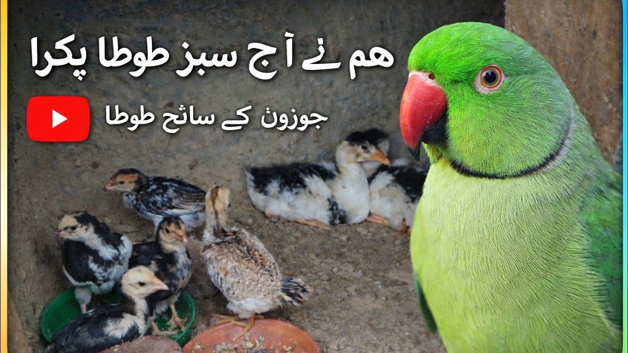 We Caught a Green Parrot Today 🦜 | Amazing Moment with Chicks!
