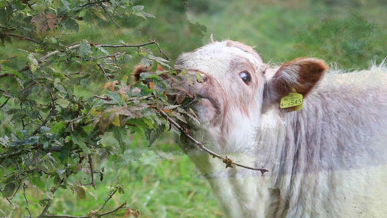Champions for Change: Andrew Barbour, Championing agroforestry