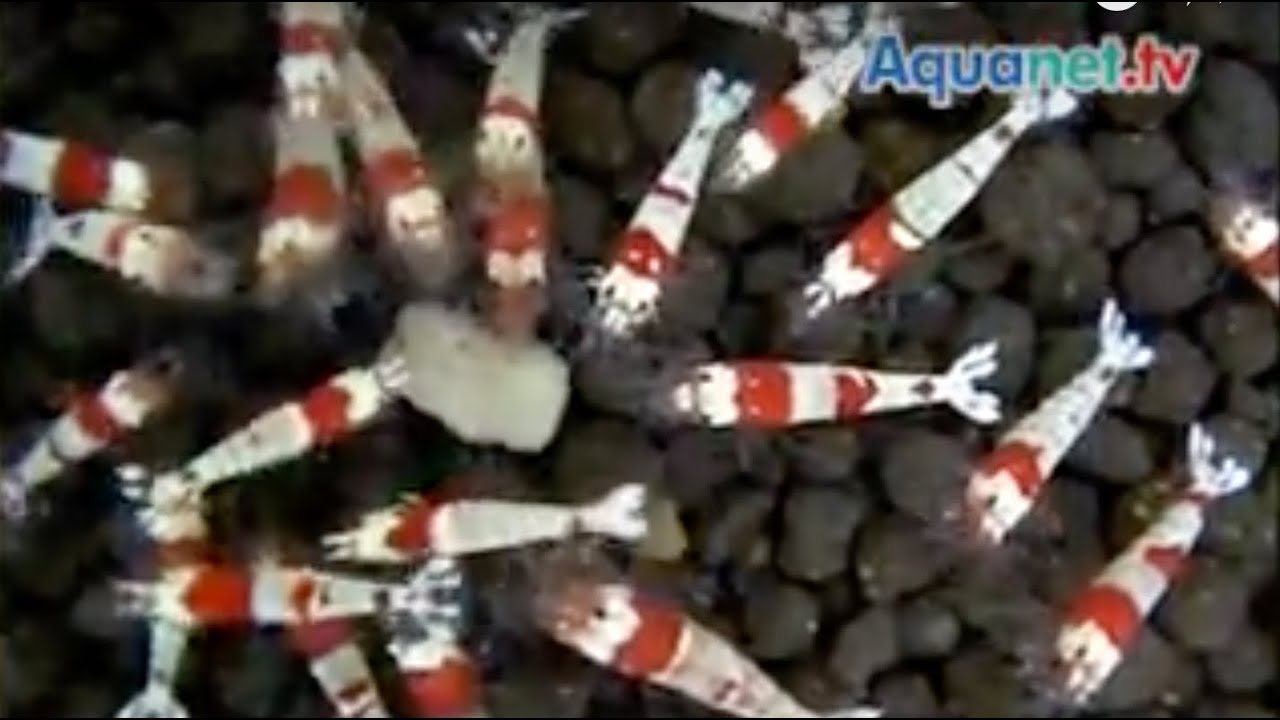 The shrimp factory