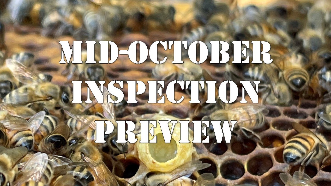 Mid-October Inspection Preview | #colesfarmnc #jacksonvillenc #beekeeping
