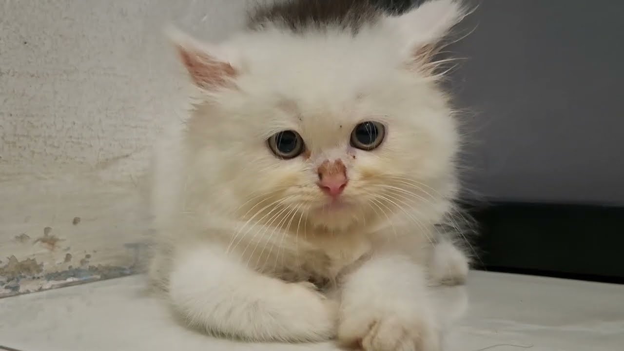 Kucing Oren akhirnya aku kedatangan temen baru buat aku isengin