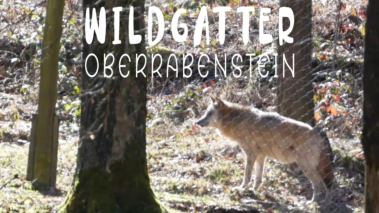 Wildgatter Oberrabenstein in Chemnitz im Winter. Wolf Hirsche Wisente Mufflons.