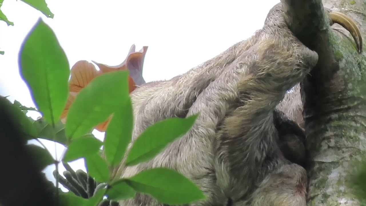 The happy face of a sloth just dawns in the forest