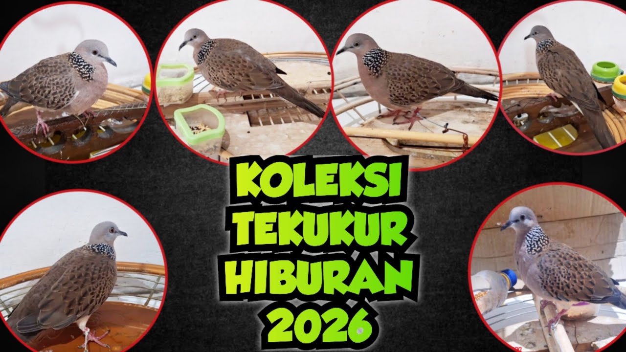KOLEKSI TERBARU TEKUKUR HIBURAN TAHUN 2026 ‼️