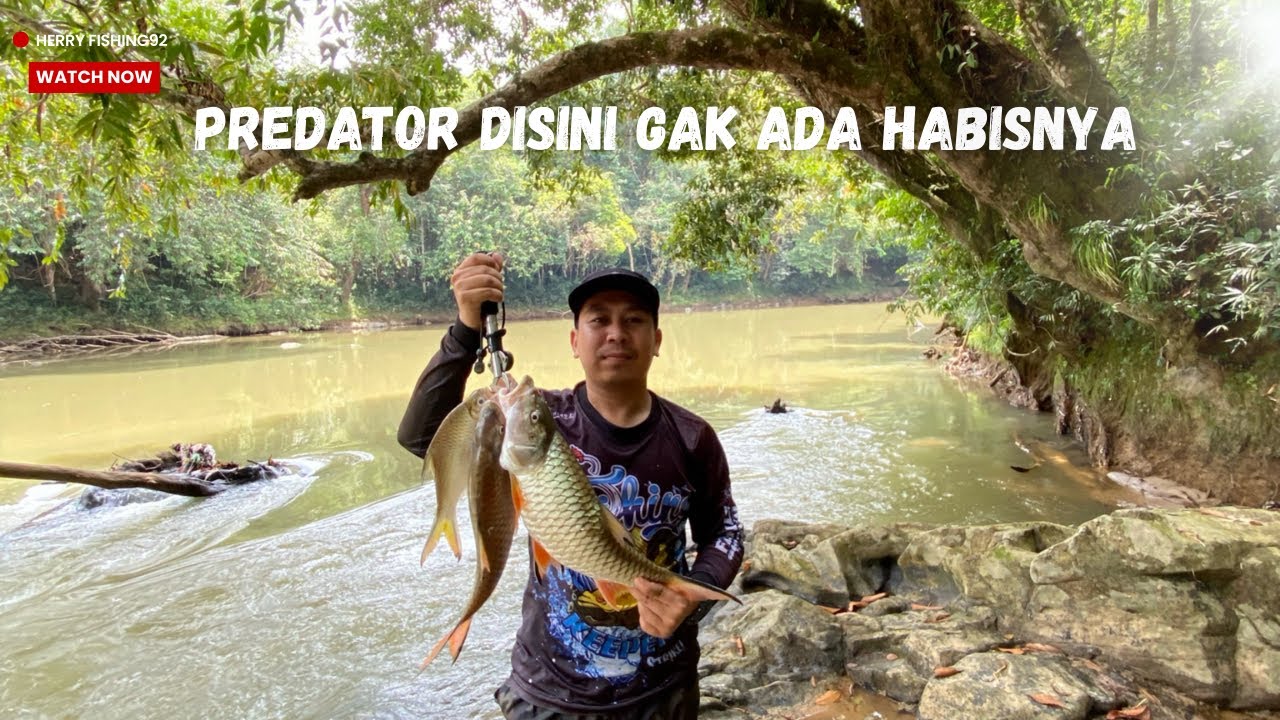 UMPAN JITU MANCING HAMPALA‼️PREDATOR ARUS DERAS