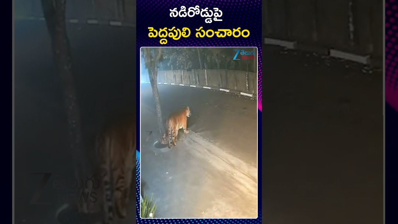 Tiger Spotted at Diwancheruvu | Tiger Alert in Rajahmundry | నడిరోడ్డుపై  పెద్దపులి సంచారం | ZEE