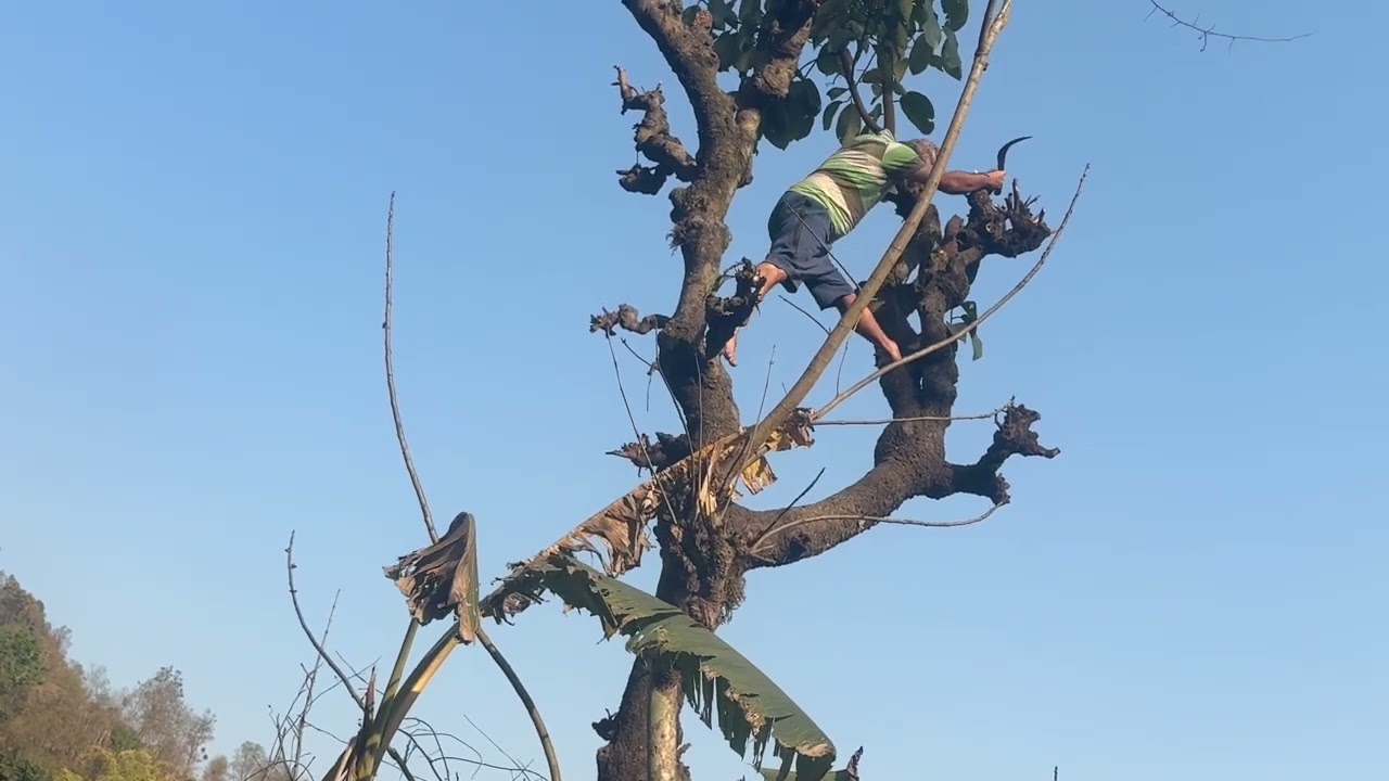 Nepali village life cutting grass from tree.