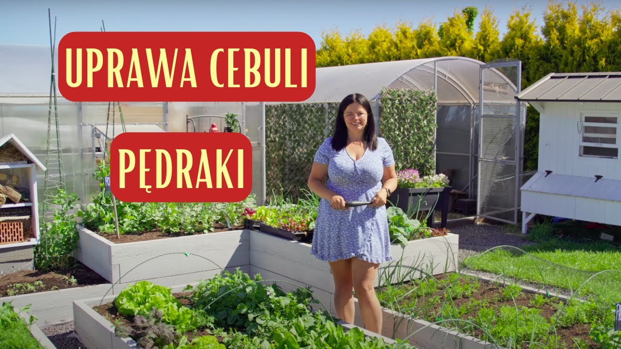 Uprawa sałaty i pędraki