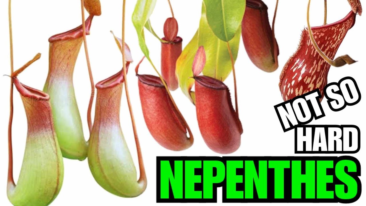 All You Need To Know About Nepenthes