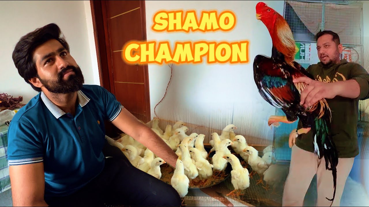 2 Brand 1 Shat Shamo Aseel Pakistan, Hen Hatching Chicks at home, Hsn Entertainment Murga Mandi