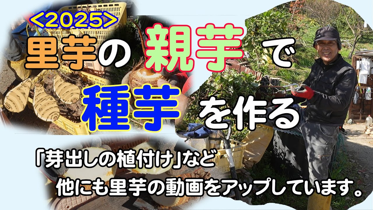 〈里芋〉10～11月に収穫した親芋で、来年用の種芋を作る方法。
