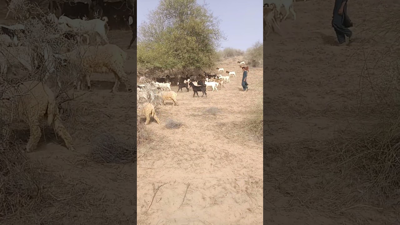 جمال الماعز ذات الآذان الطويلة في صحراء ثار# viral@ video #$ #animals @Thar pride animals ✴️✴️🐐✨✨@#