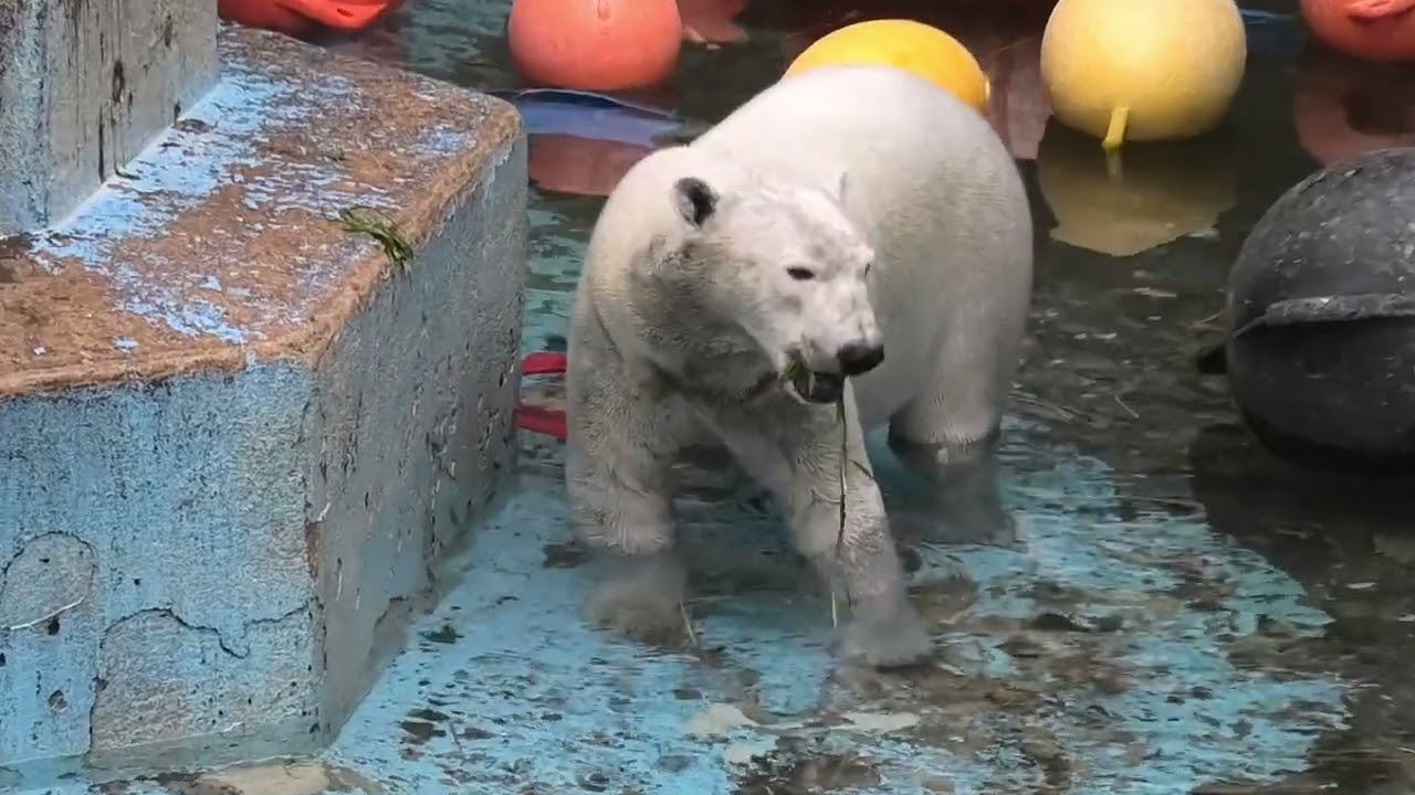 水抜きでの撒き餌スタイルのおやつははじめて見ました… まもなく引っ越しなので超レア…　ホウちゃん…  天王寺動物園のホッキョクグマ 2025年2月27日 その7 14時50分〜15時20分