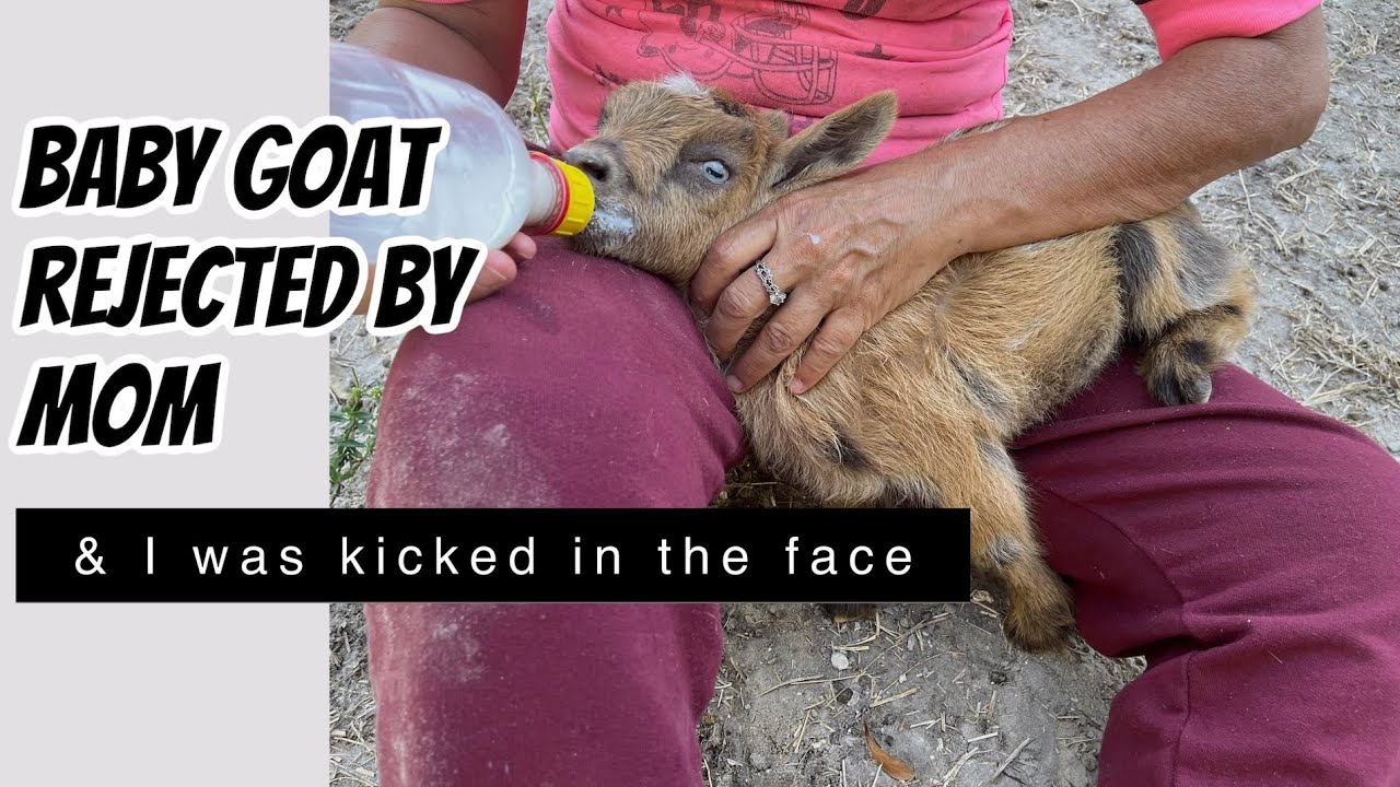 Baby goat REJECTED by mom | Nigerian Dwarf Goats