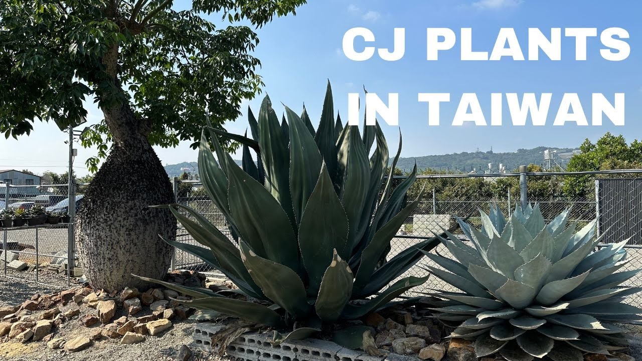 #063 【アガベ/塊根】聖地 CJ PLANTS at 台湾 / 超クオリティのアガベ連発   2m越えのアガベやドライガーデンも