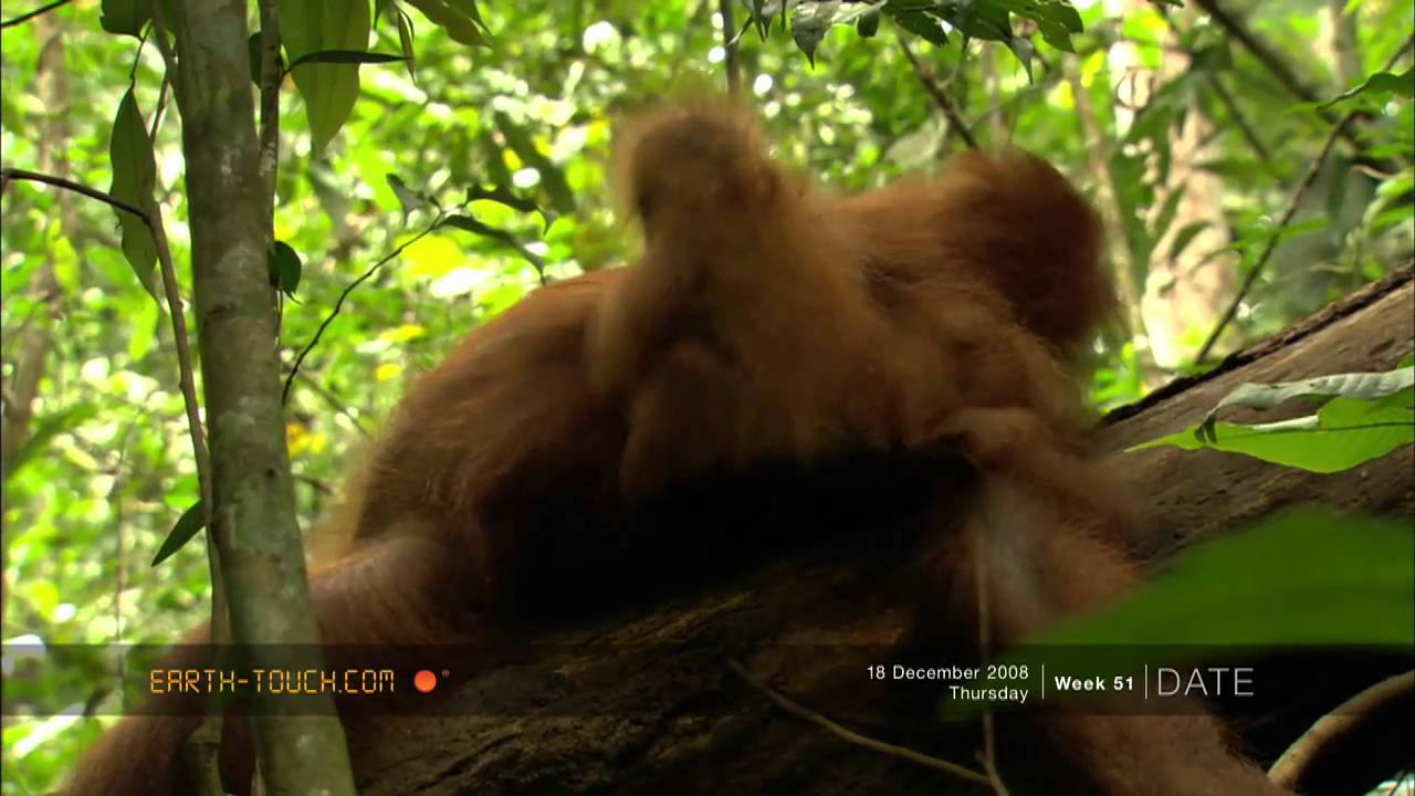 Orangutan Smile